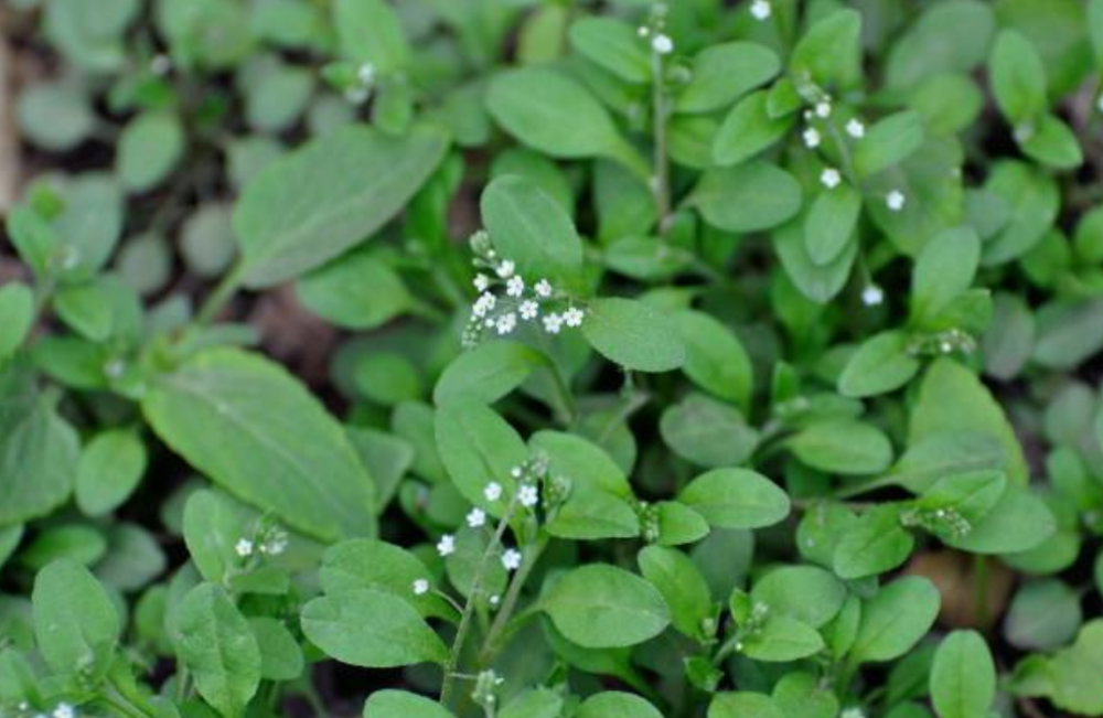 农村荒地常见的地胡椒既是野菜也是胃药常吃能治胃痛