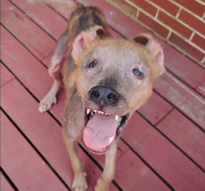 流浪狗龅牙奇丑无比没想到笑起来像人类网友收养后却一脸感激