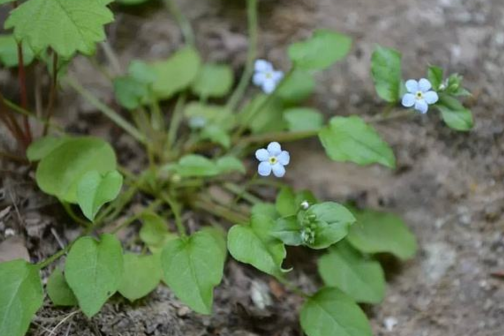 农村荒地常见的地胡椒既是野菜也是胃药常吃能治胃痛