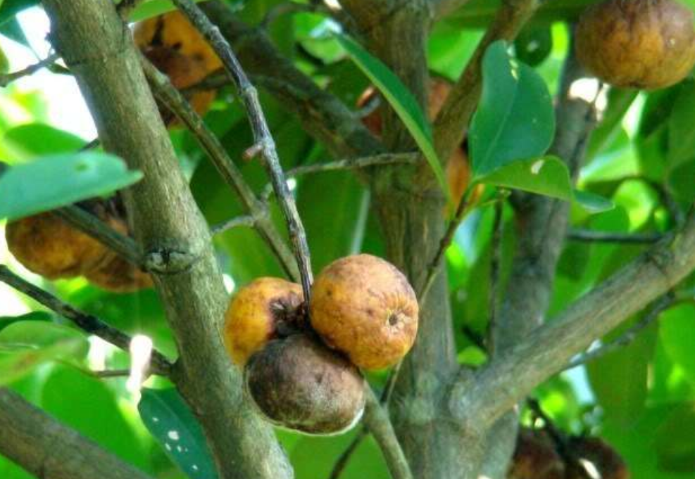 大山里才有的"黄牙果",农村小孩都爱吃,打霜后味道更酸甜