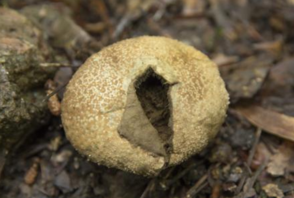 此野生菌十分珍贵,炒食嫩如豆腐,长老了却是天然"止血药"