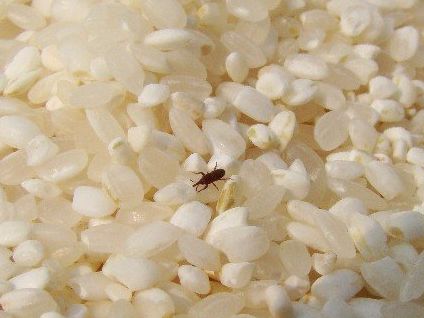 为什么大米放久了生虫子,我们该怎么预防?|米虫|大米|虫子_新浪新闻