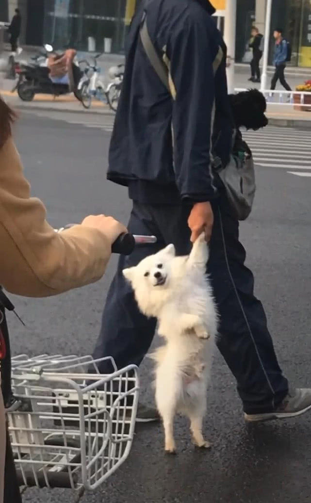 大爷拎着狗过马路狗脸上露出笑容网友肯定是偷跑被抓回去的