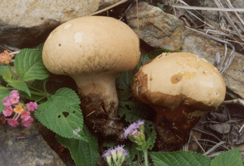炒食嫩如豆腐,长老了却是天然"止血药"|野生菌|止血药|马勃_新浪新闻