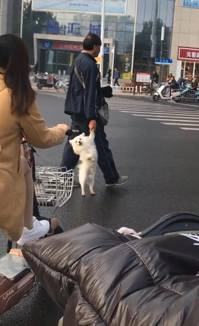 大爷拎着狗过马路狗脸上露出笑容网友肯定是偷跑被抓回去的