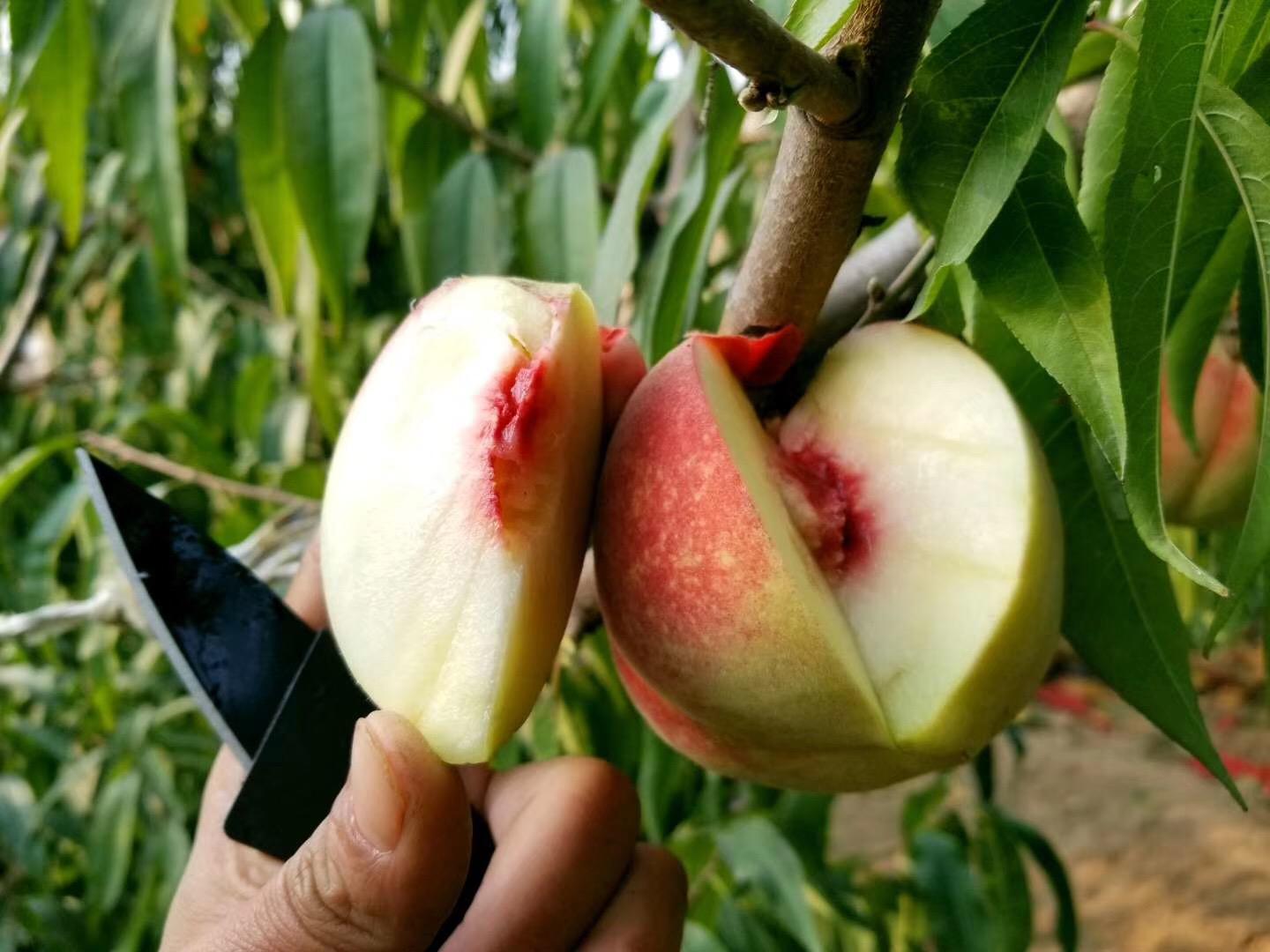 一年360天,它有230天在生长,下雪才成熟的果子,好吃是有原因的