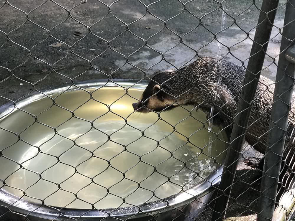 俗称"土猪子",以前是农村一大害兽,如今养殖品千元一只|野生动物|玉米