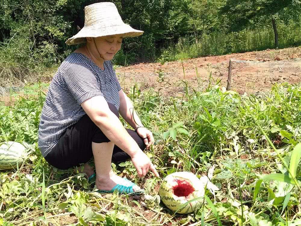 俗称“土猪子”，以前是农村一大害兽，如今养殖品千元一只|野生动物|玉米_新浪新闻