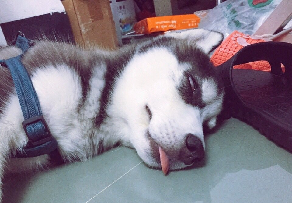 混的最惨的二哈一天跑14公里累到翻白眼根本无心拆家