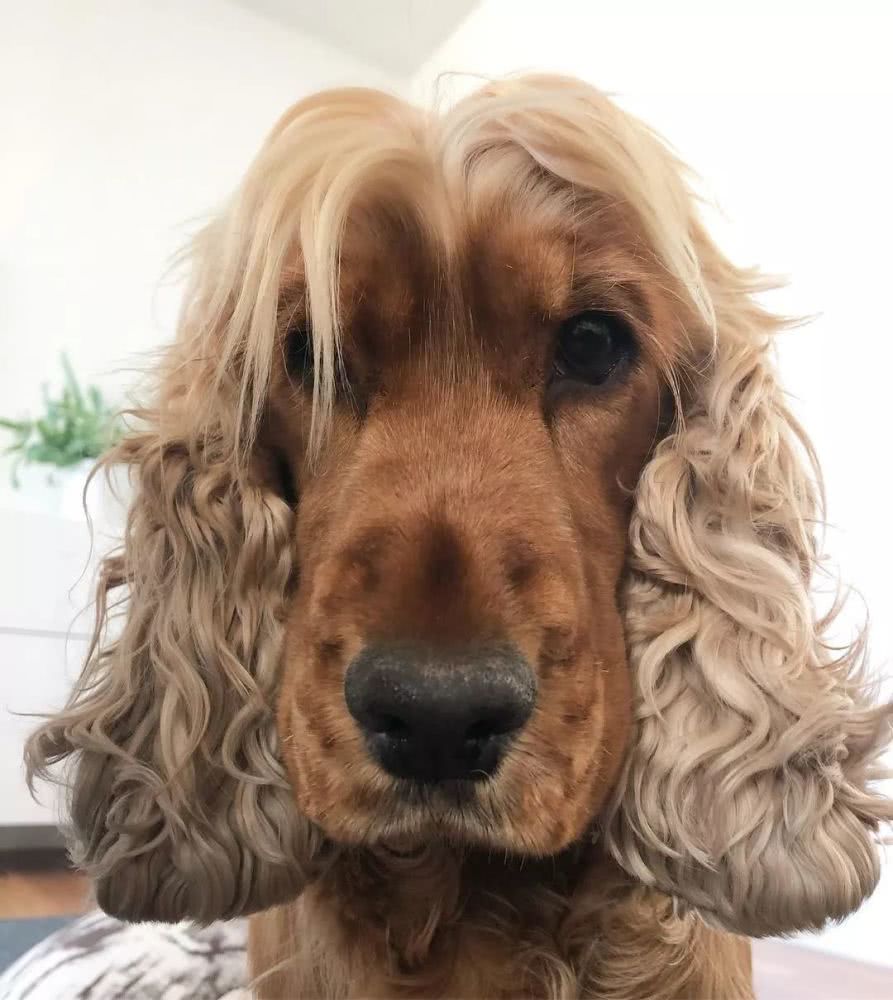 要么女装大佬这两个竟然是同一种狗颜值也太摇摆了不过别看可卡的颜值