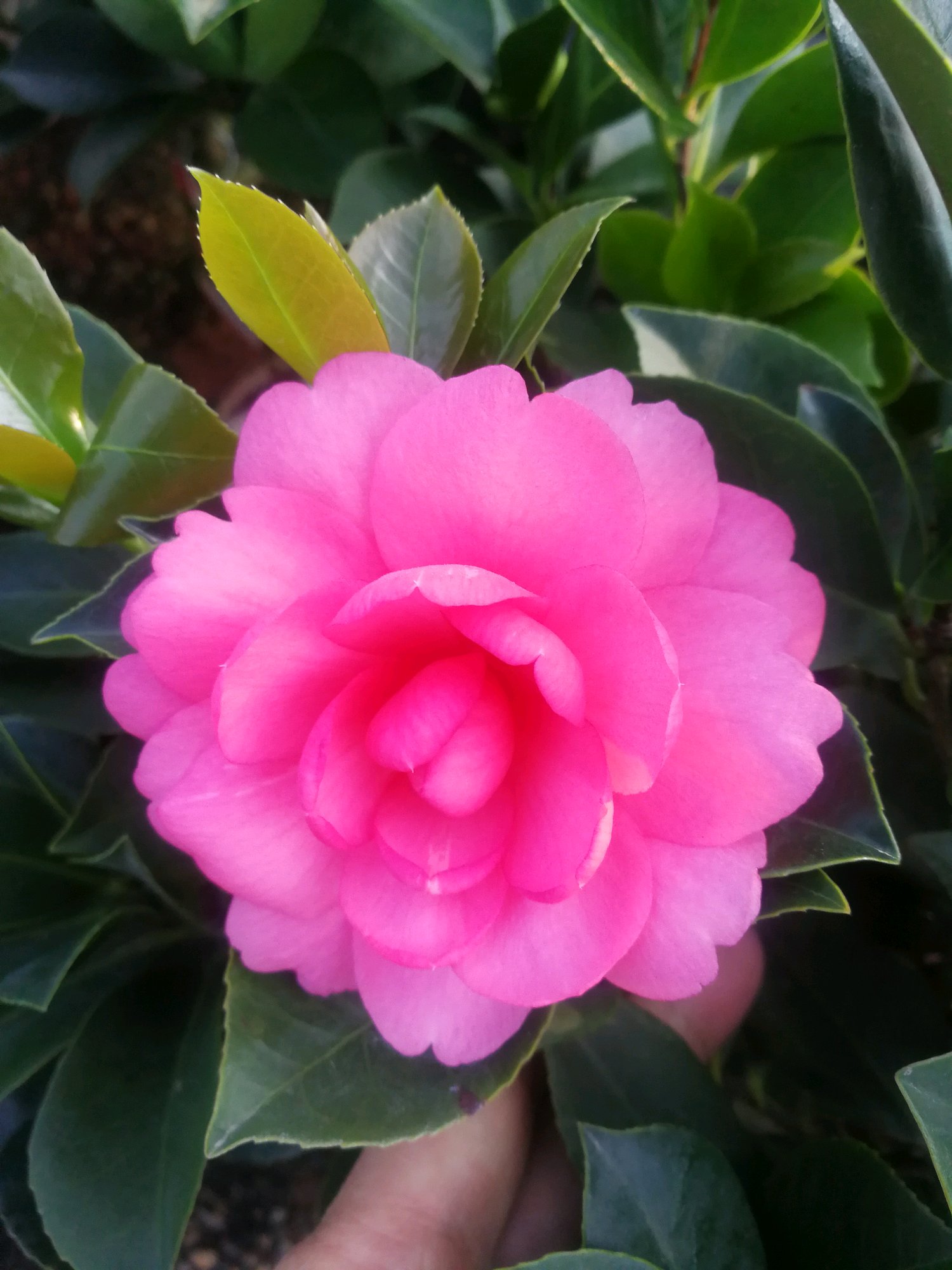 中国茶花新品种,四季都开花,漂亮又好养,物美价廉,很值得栽培