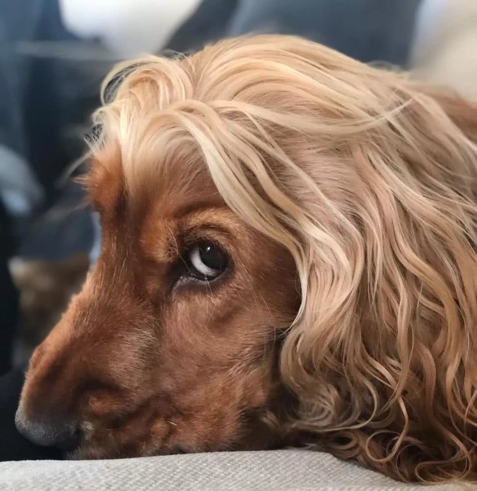 这位金毛芭比请问你是去泰国做的变性手术吗