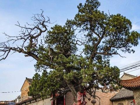 山西农村1600年的千年古柏,为啥当年能让日本兵跪倒一片|玉兔|古柏|龙爪_新浪新闻