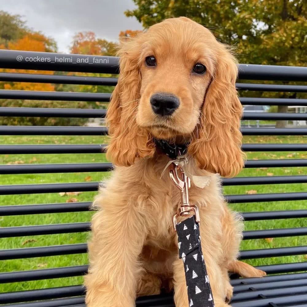 这位金毛芭比请问你是去泰国做的变性手术吗