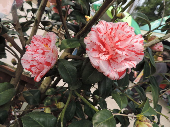 喜欢养花首选梅布尔花开色彩斑斓群芳争艳简单好养