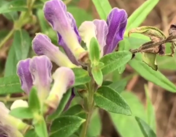 这野花生长在山上,以前被农民用来喂牛,如今却是珍贵的草药