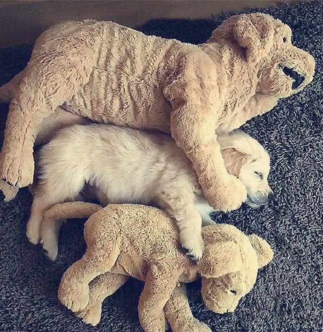 狗狗抱着娃娃睡觉的姿势超暖心,赶走所有阴霾:谁还不是个宝宝了