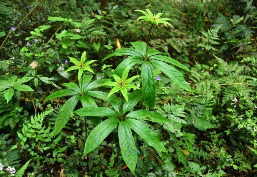 七叶一枝花|药材|根茎_新浪新闻