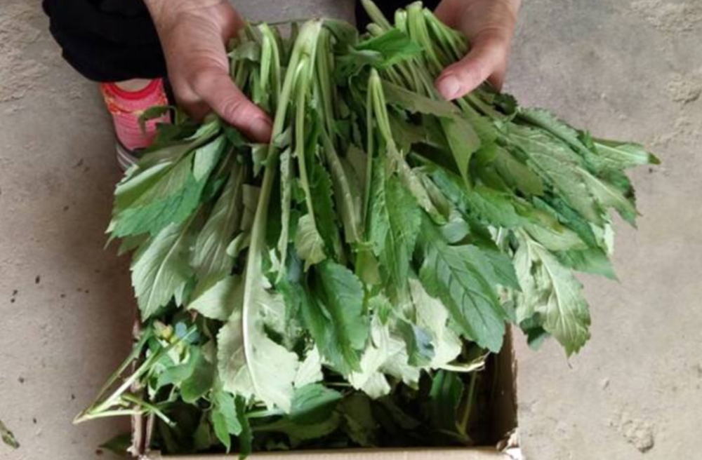 这种大山里的野菜,七八十年代的人才吃过,晒干用来煲汤味道鲜美