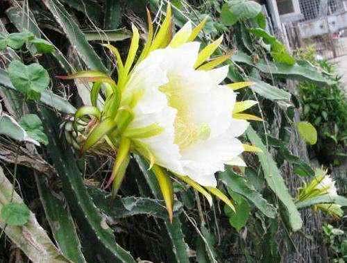 霸王花也叫剑花,龙骨花,是仙人掌科的一种多年生植物,是一种特种蔬菜