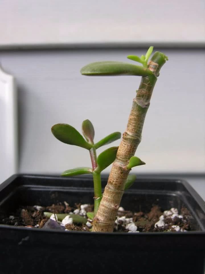 家里的玉树养几年不见长一气之下剪成几段泡水里5天就生根