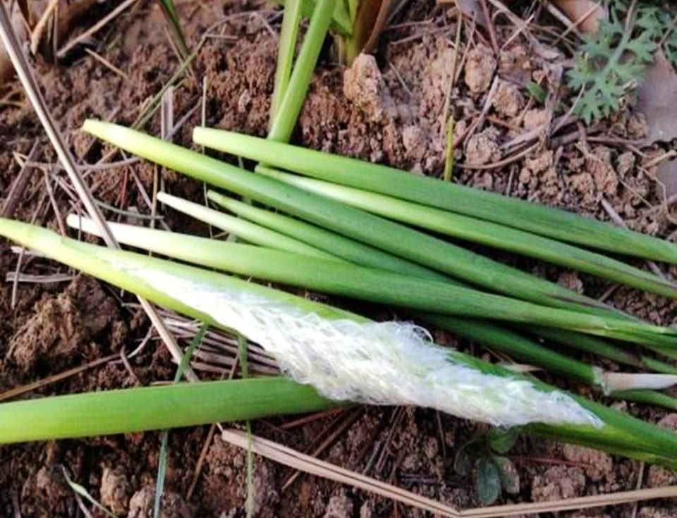 一种"野草",是很好吃的"野味",童年时代特爱吃,您吃过吗?