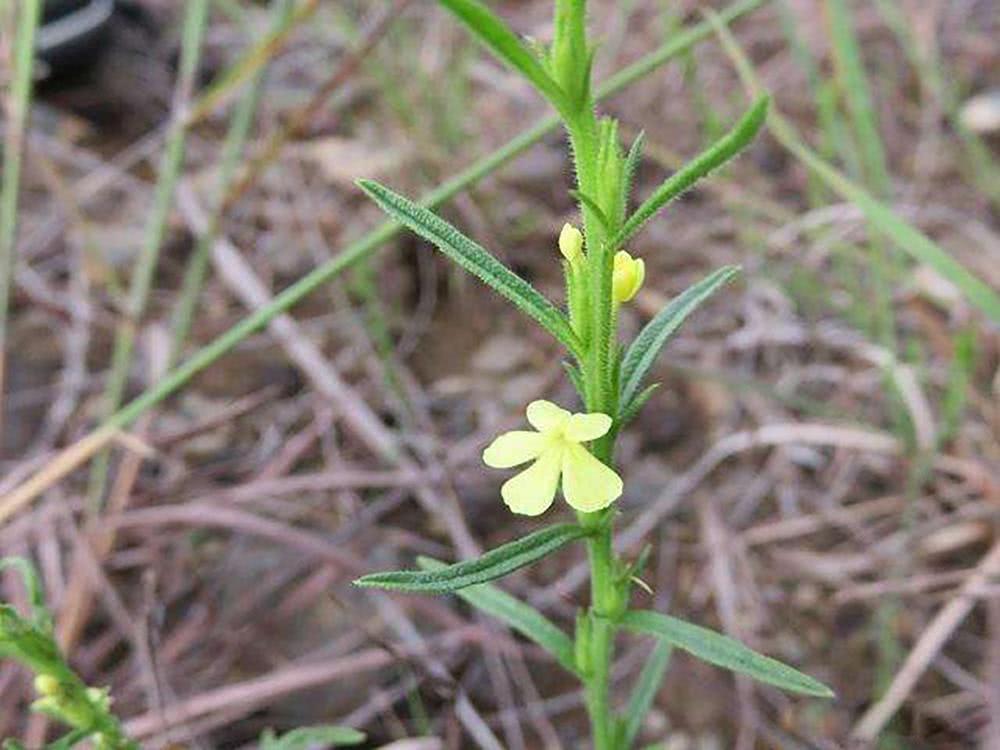 过去农民当杂草除掉,如今千元一斤被捧成"神药",却没什么人种