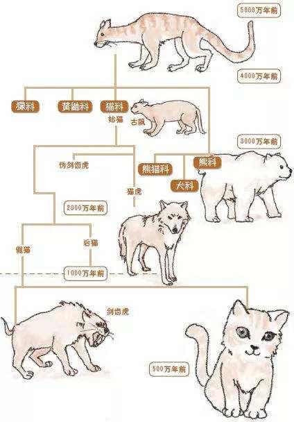 抖音seo排名设计客服人员