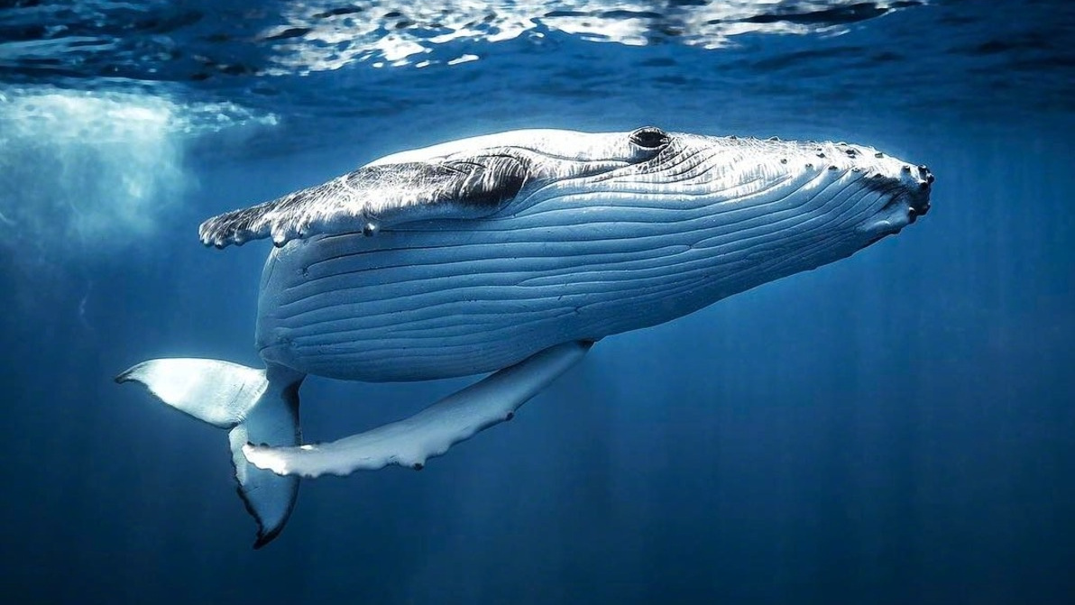 癌症终有解?生物学家在鲸鱼体内发现防癌基因!