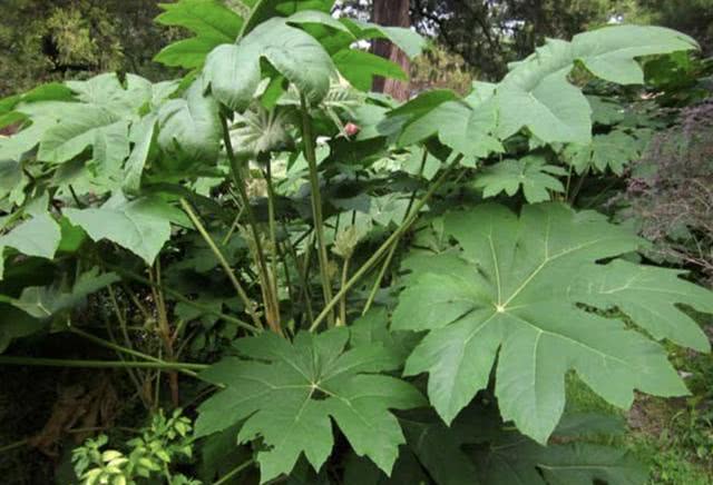通草这种根茎粗壮的"1种草",名称就叫做通草,是五加科,通脱木属的一种