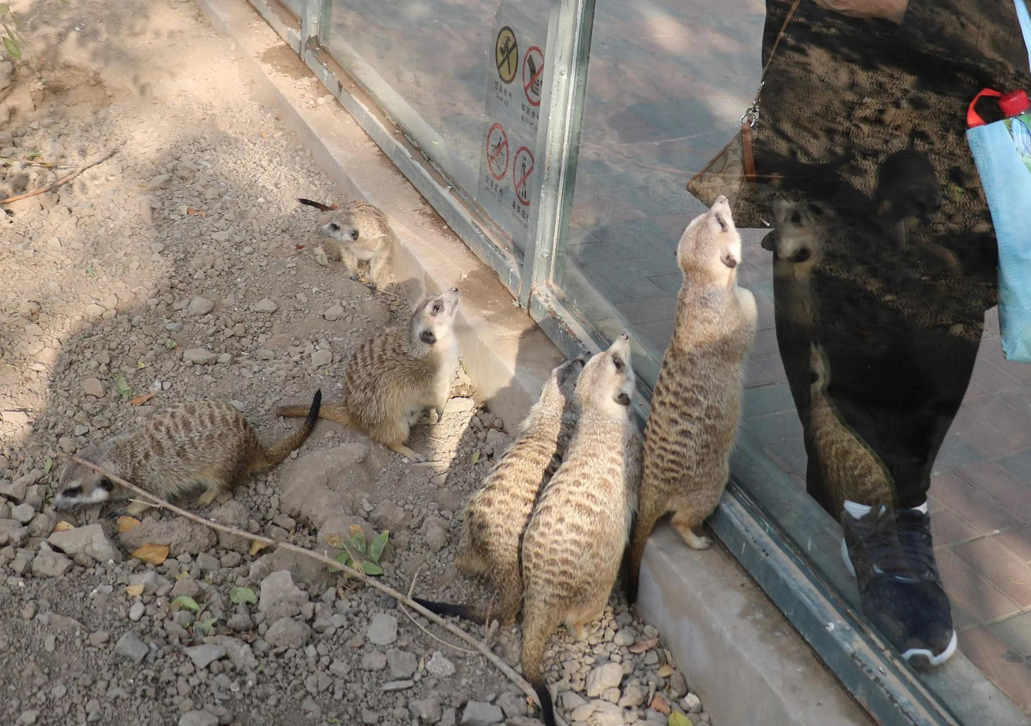 细尾獴喂食胖动物园带着我们最后的菜菜冲向萌宠体验区,以前都是在这