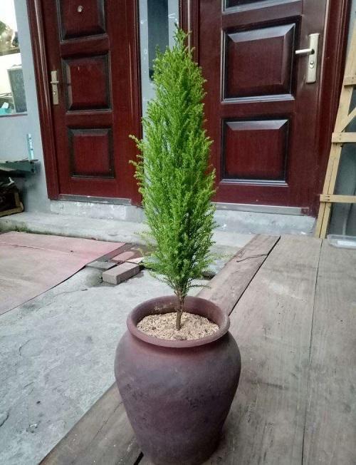 颜值高能助眠香松小盆景养在卧室好处多当成装饰品也极好