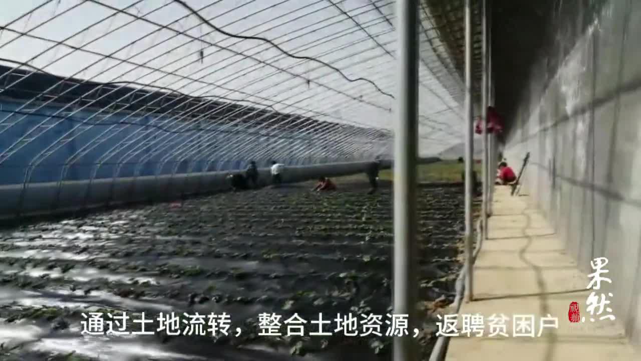 果然视频丨聊城市朝城镇西关村泰华农场田园综合体扶贫项目