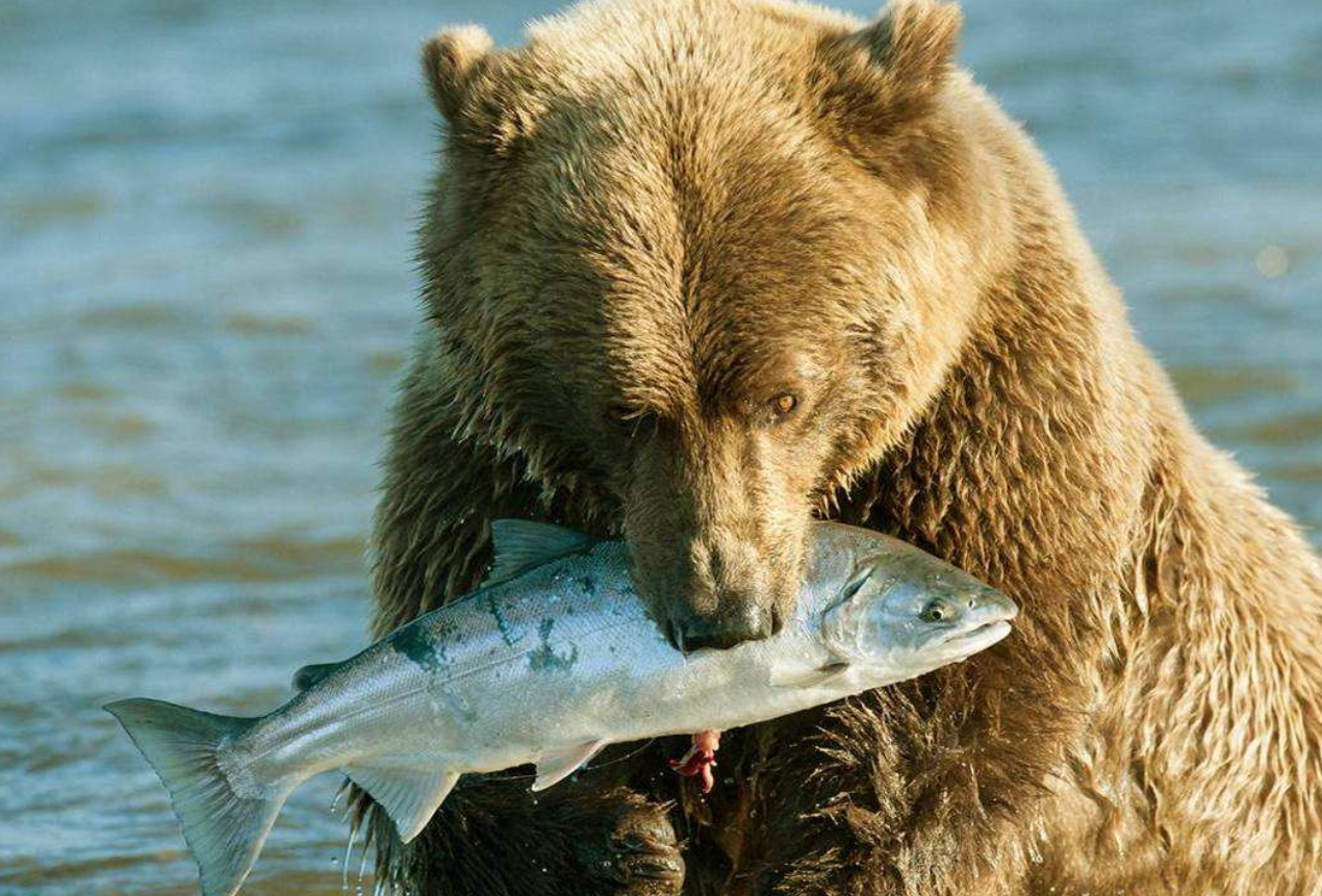 熊是耳聋眼瞎的动物更喜欢吃蚂蚁为什么那么多人都怕它