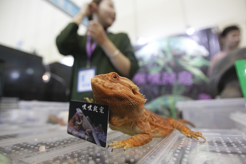 郑州宠物展览会爬行动物展区白娘子夜华颜值高引人围观