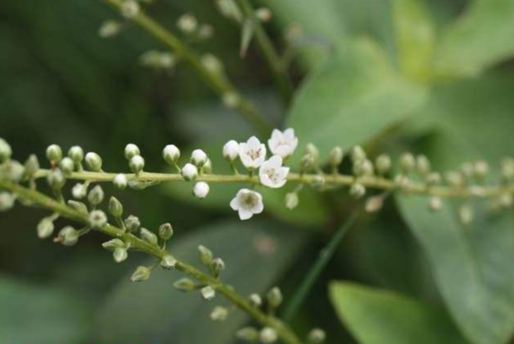 秋季采摘这种"散血草"最好,外敷能治跌打损伤,煎水喝治喉咙痛