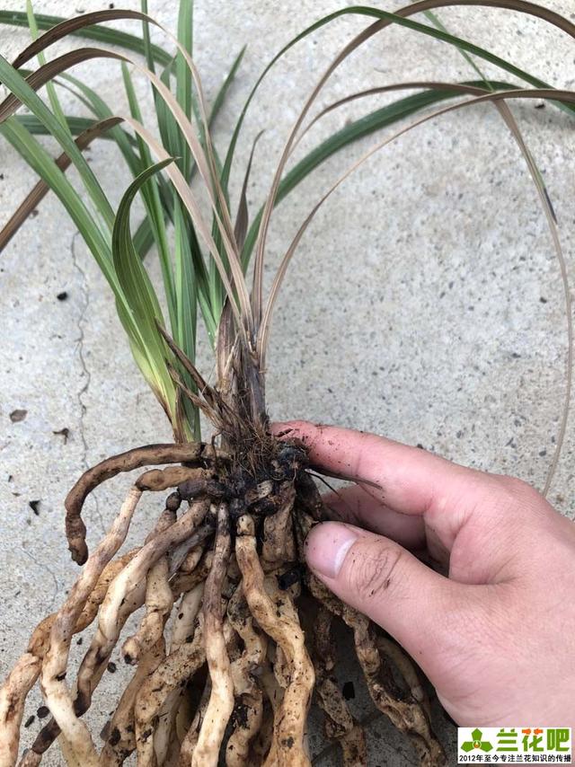 兰花茎腐病的症状有哪些,到底是老苗先发病还是壮草幼苗先发病?