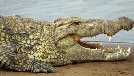 水陆两栖的王者帝王鳄与棘龙对决谁更厉害