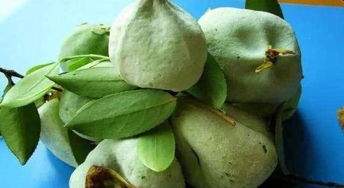 农村野果90后最怀念的回忆,我只吃过水晶萝卜,别的没见过