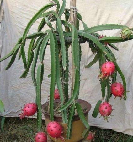 想吃自己种的火龙果,赶紧剪根枝,处理一下扦插上,结满红果子