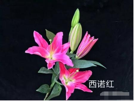 ?罂粟花的香味有毒吗 罂粟花的香味有没有毒