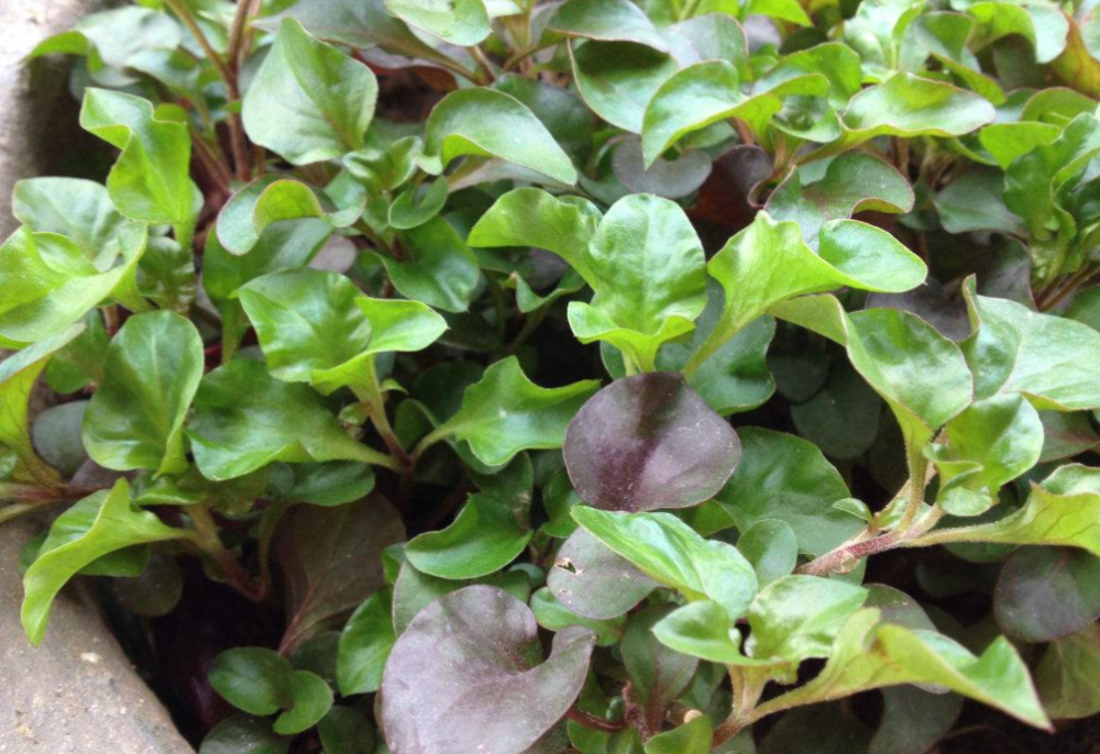 一种能清肝明目的野菜,经常吃能保护视力,煮一锅汤味道真鲜美