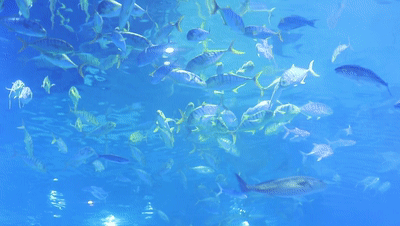 199拥有海洋马戏嘉年华