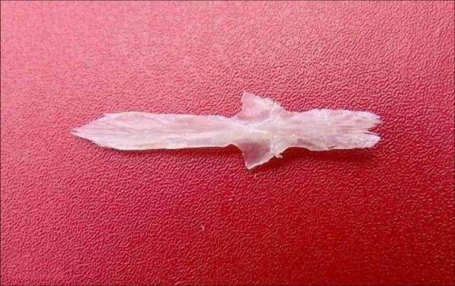 条雅鱼最后也是被朋友拿去加工做成美食了,但他却给了我这样一个鱼骨