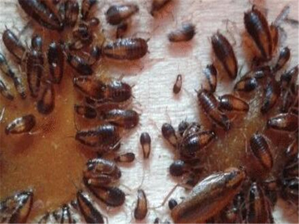 除蟑螂灭蟑螂小妙招大港灭蟑螂专家