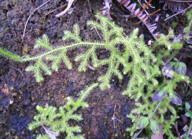 铺地蜈蚣,我觉得它这个名称是很有趣的,不过铺地蜈蚣的别称也浅６