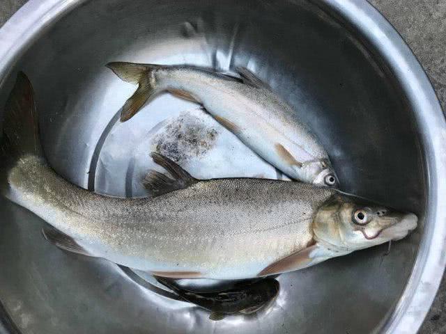 这鱼是裂腹鱼还是雅鱼,有幸钓了几条,有钓鱼人认识吗,求鉴定