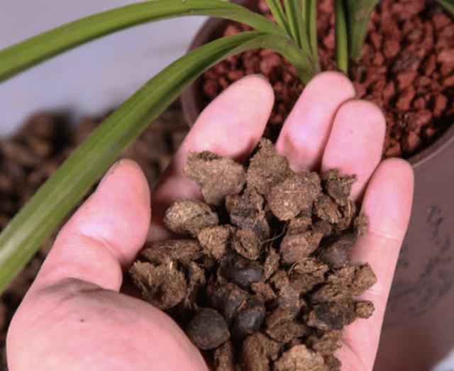 陈小姐养"兰花",在土壤里埋"1种肥",1年开花2次,好看!