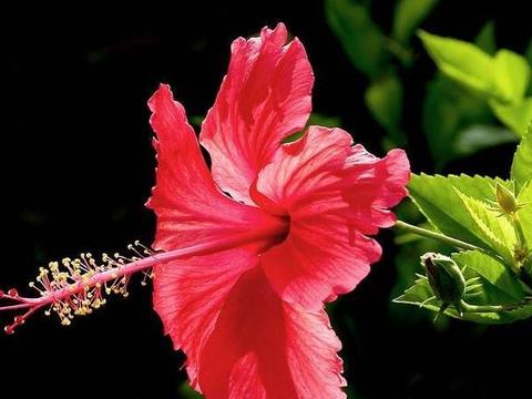 朱瑾花开了又合起来是怎么回事?|养护_新浪新闻