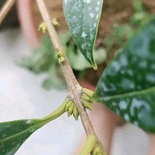 秋季桂花长新芽,区分花芽与叶芽,给它灌点开花肥,满院桂花香